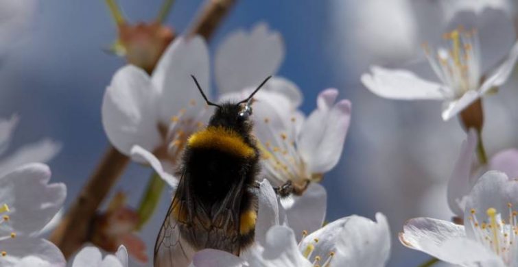 Стародавние приметы на Зосима Пчельника 30 апреля 2023 года в основном связаны с пчёлами, ведь святой покровительствует пчеловодам