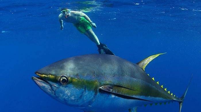 Всемирный день тунца празднуют 2 мая 2023 года, ради осведомления людей о важности этих рыб