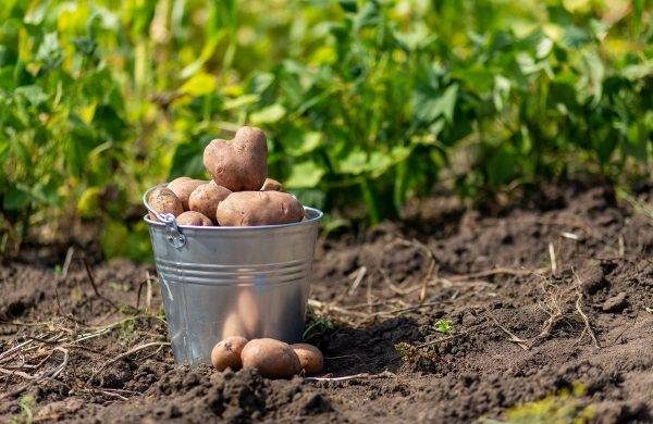 Как восстановить плодородие земли после картофеля itemprop=