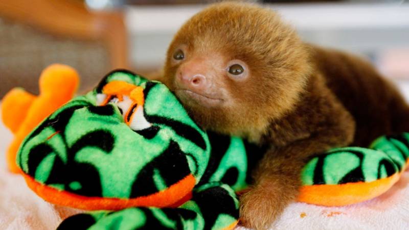 Международный день ленивца (international sloth day): история праздника