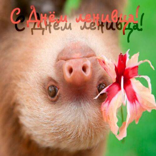 Международный день ленивца: открытки, поздравления