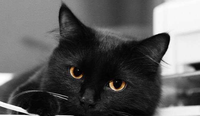 День защиты черного кота: когда празднуют, поздравления itemprop=