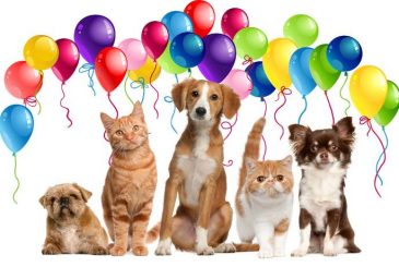 Всемирный день домашних животных празднуют 30 ноября 2022 года