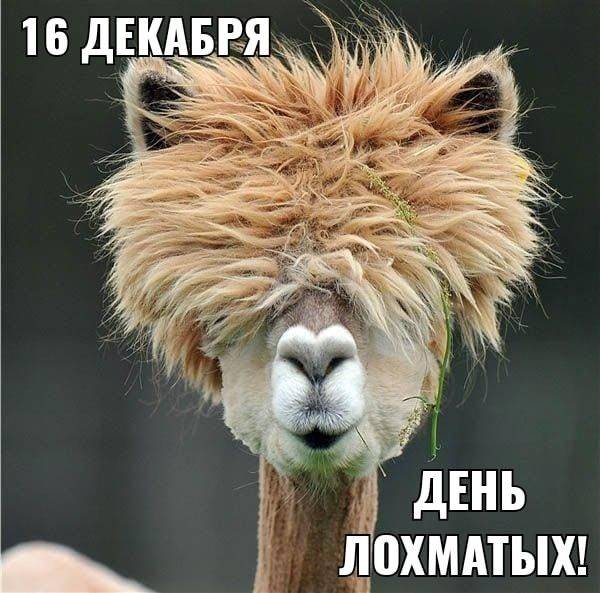лохматый год что значит. Смотреть фото лохматый год что значит. Смотреть картинку лохматый год что значит. Картинка про лохматый год что значит. Фото лохматый год что значит