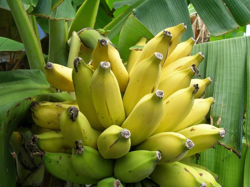 Как банан "завоевал" весь мир