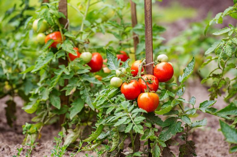 Как вырастить помидоры без фитофтороза