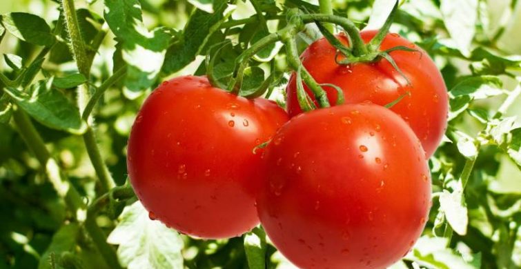 Как вырастить томаты без фитофтороза: полезные советы itemprop=