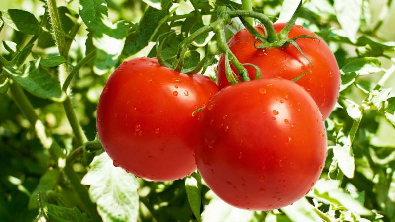 Как вырастить томаты без фитофтороза: полезные советы