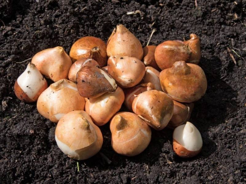 Как выкопать и сохранить луковицы?