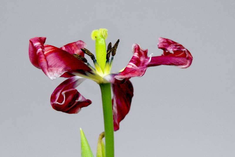 Что делать с тюльпанами после окончания периода цветения