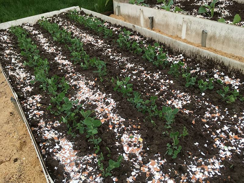Как использовать яичную скорлупу на даче: раскисление почвы