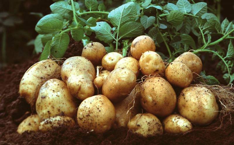 Как вырастить и собрать рекордный урожай картофеля