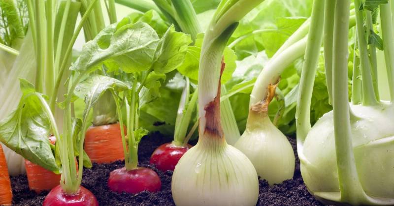 Как образуются нитраты в овощах