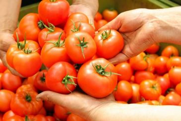 Что сделать, чтобы помидоры были сладкими: советы по выращиванию