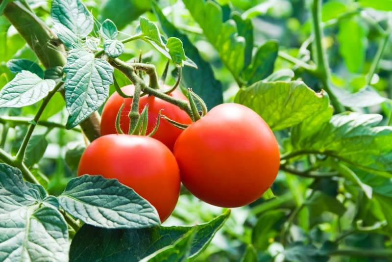 Чем обработать помидоры на грядке