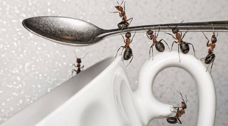 Как работает борная кислота против муравьев