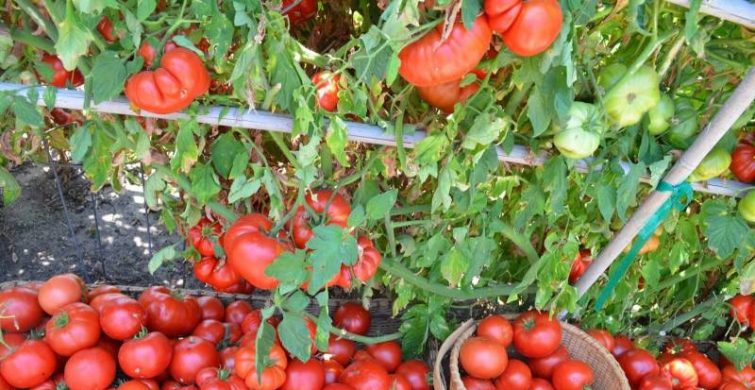 Урожай помидоров можно увеличить при помощи шерсти домашних животных itemprop=