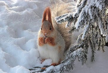 Какой сегодня праздник: 24 февраля отмечается несколько праздников, какой церковный праздник в России сегодня, 24.02.2025