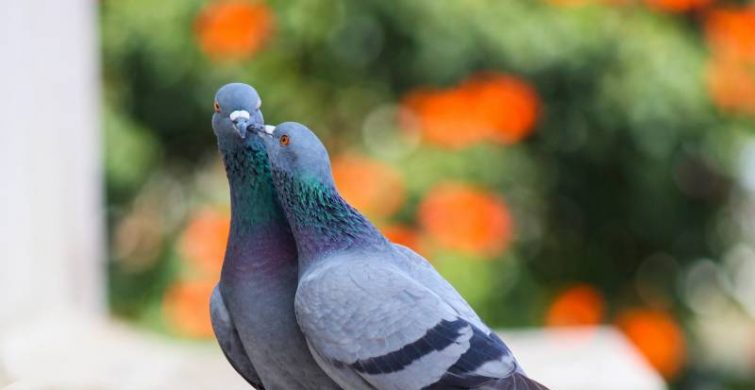 Голуби имеют генетическую память: передача знаний по наследству улучшила навигацию почтовых птиц itemprop=