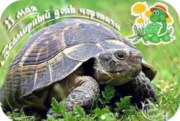 Какой сегодня отмечают праздник: 23 мая – Всемирный день черепахи