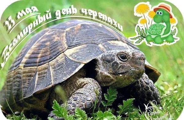 Какой сегодня отмечают праздник: 23 мая – Всемирный день черепахи