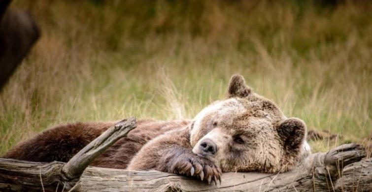 В народе есть поверье, что в Никифоров день 26 марта пробуждается от зимней спячки медведь itemprop=