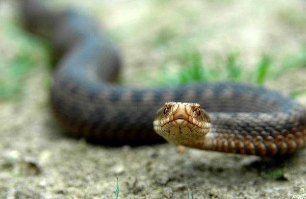 Примета на праздник Артамона Змеевика 25 сентября не рекомендует ходить в лес из-за опасности укуса змеи