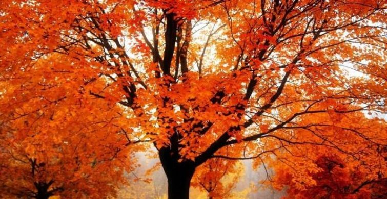 Праздник «Ефимий Осенний» в народе отмечается 28 октября itemprop=