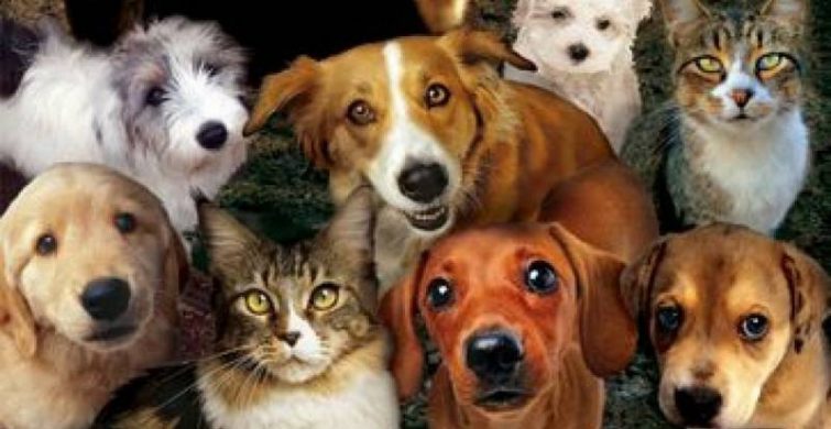 Международный День прав животных отмечают 10 декабря 2023 года itemprop=