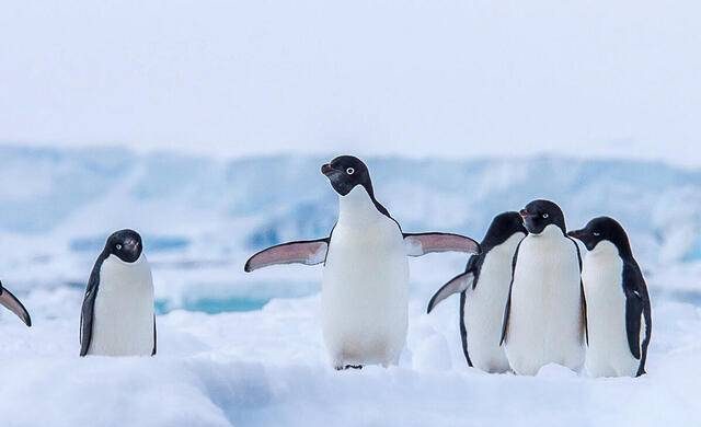 День осведомленности о пингвинах отмечают 20 января 2024 года