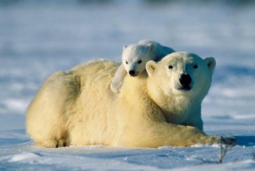 Международный день полярного медведя отмечается во всем мире 27 февраля 2024 года
