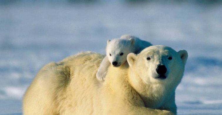 Международный день полярного медведя отмечается во всем мире 27 февраля 2024 года itemprop=