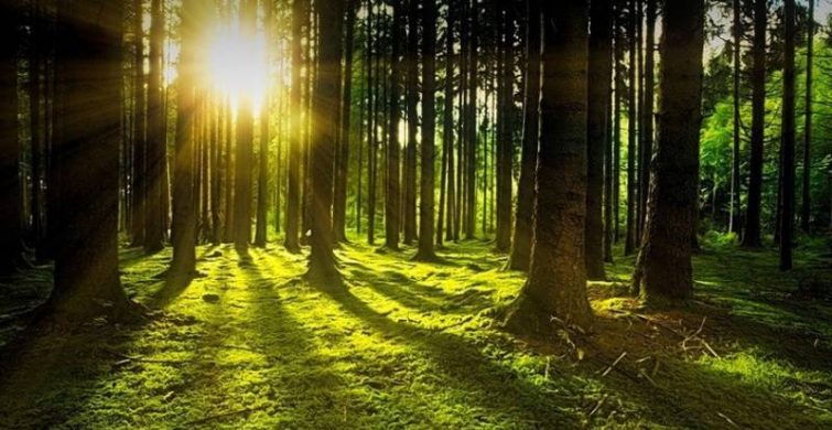 Международный день леса 21 марта призывает к защите природного ресурса