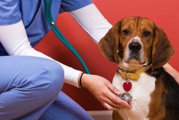 День ветеринарного врача 27 апреля 2024 года отмечают  во многих странах мира