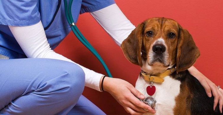 День ветеринарного врача 27 апреля 2024 года отмечают  во многих странах мира itemprop=