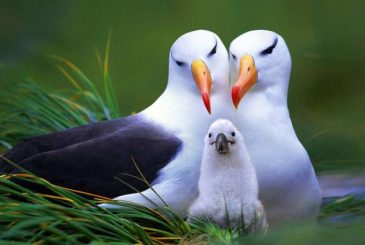 Праздник Международный день птиц отмечают 1 апреля 2023 года жители многих стран мира
