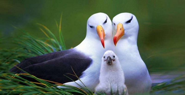 Праздник Международный день птиц отмечают 1 апреля 2024 года жители многих стран мира