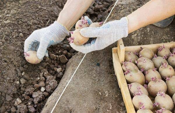 Минеральные удобрения для картофеля при посадке в лунку весной необходимы для хорошего урожая itemprop=