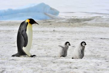 Всемирный день пингвинов 25 апреля создан для их спасения от вымирания