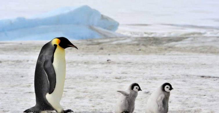 Всемирный день пингвинов 25 апреля создан для их спасения от вымирания