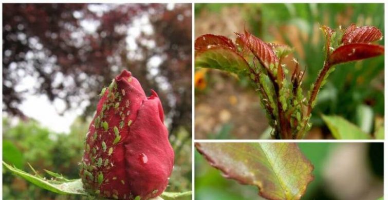 Как избавиться от тли на розе в саду, следует знать в случае атаки растения вредителями itemprop=