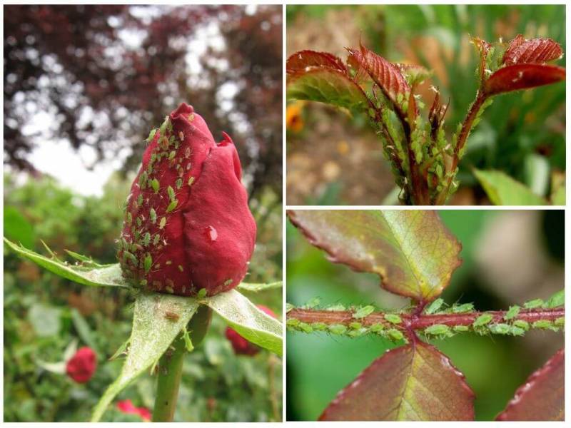 Как избавиться от тли на розе в саду, следует знать в случае атаки растения вредителями