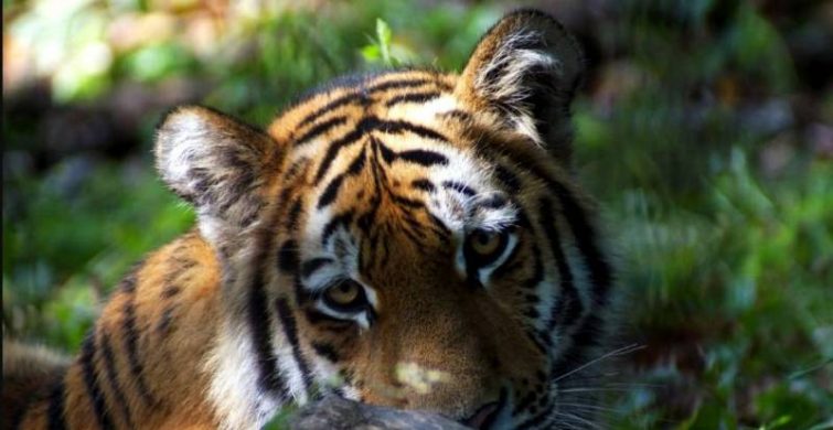 Международный день тигра и день памяти священномученика Афиногена отпразднуют в России 29 июля 2023 года