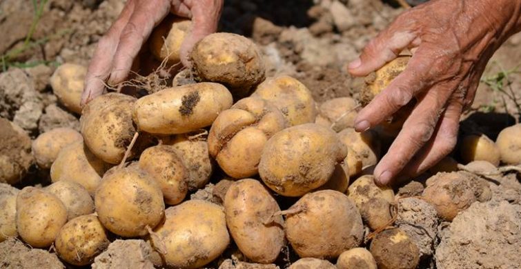 Благоприятные дни сбора урожая картофеля по лунному календарю в 2022 году itemprop=