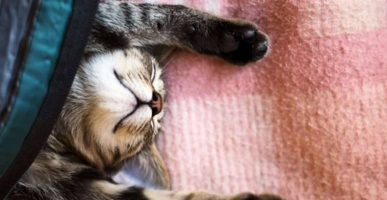 Почему кошка спит у порога входной двери можно узнать из народных примет itemprop=