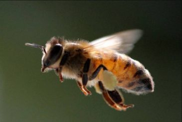 Почему на Зосиму Пчельника 2 июля 2024 года особо берегут пчел