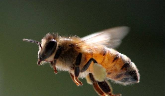 Почему на Зосиму Пчельника 2 июля 2022 года особо берегут пчел itemprop=
