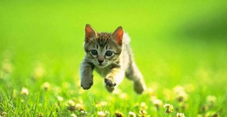 Красивые картинки, открытки и гифки с Всемирным днем кошек, 8 августа itemprop=