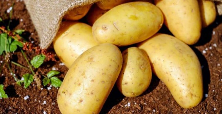 Время уборки урожая: когда выкапывать картофель на хранение в 2021 году itemprop=