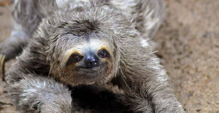 Когда отмечают Международный день ленивца, international sloth day, открытки, поздравления в стихах и прозе